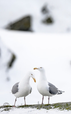 BB 13 0412 / Larus argentatus / Gråmåke